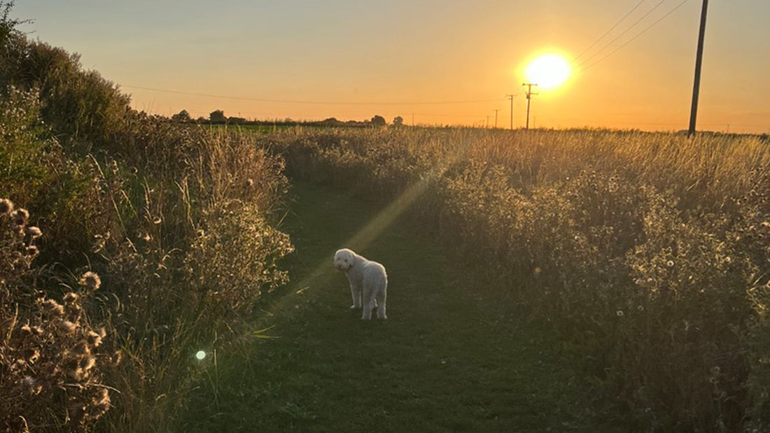 Caravan Site Review: Fields End Water, The Paddock Return Visit